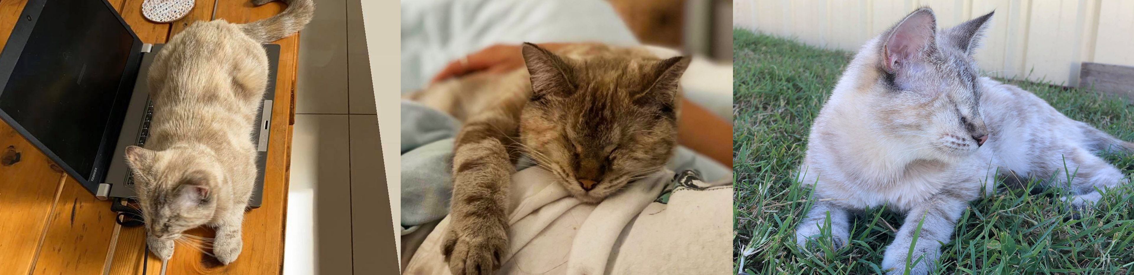 hazel the blind cat